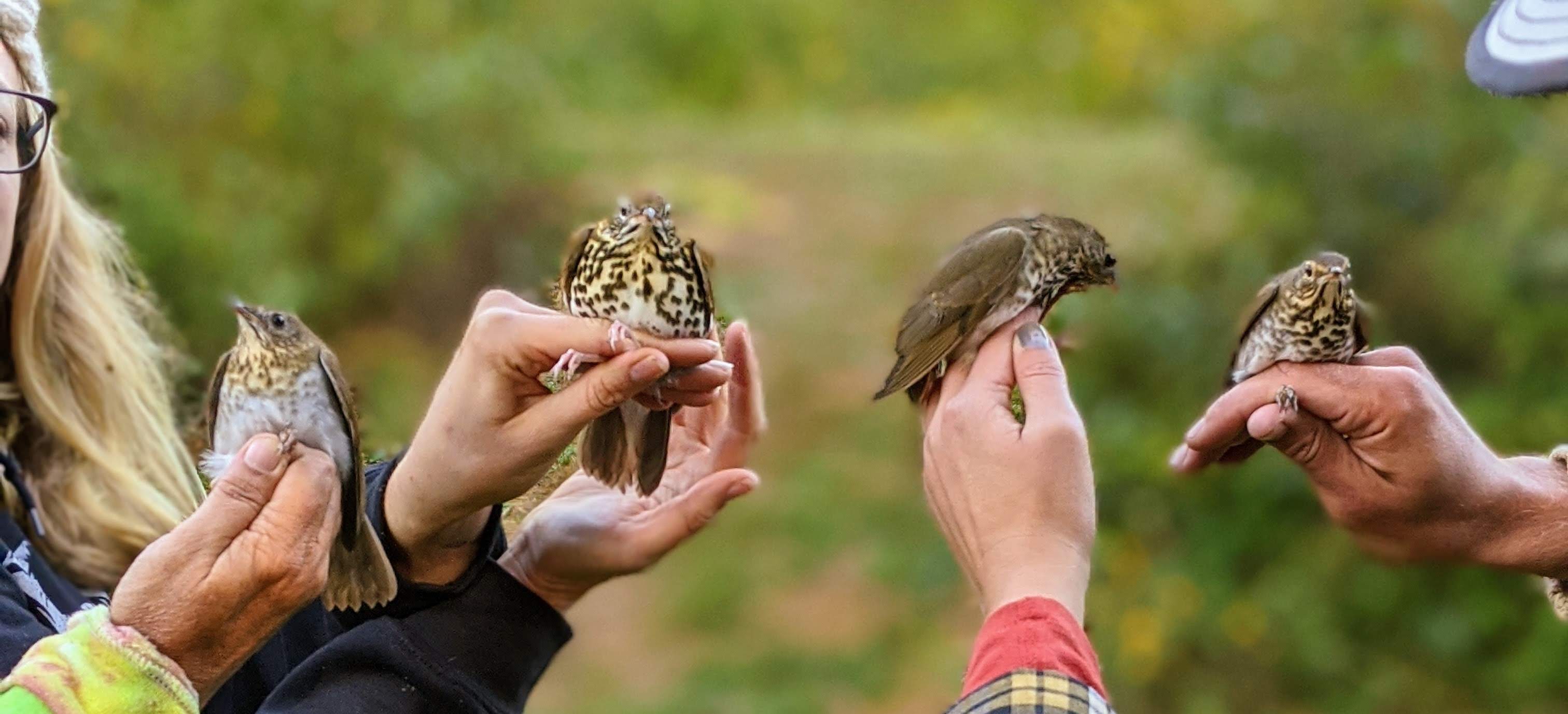 thrushes
