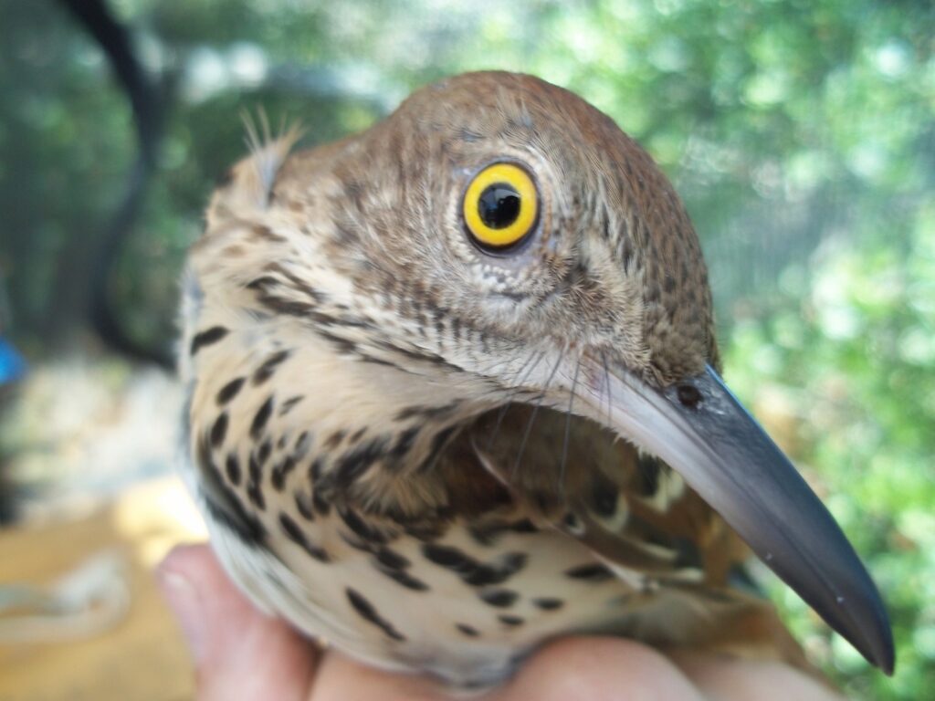 Brown Thrasher Brown Thrasher
