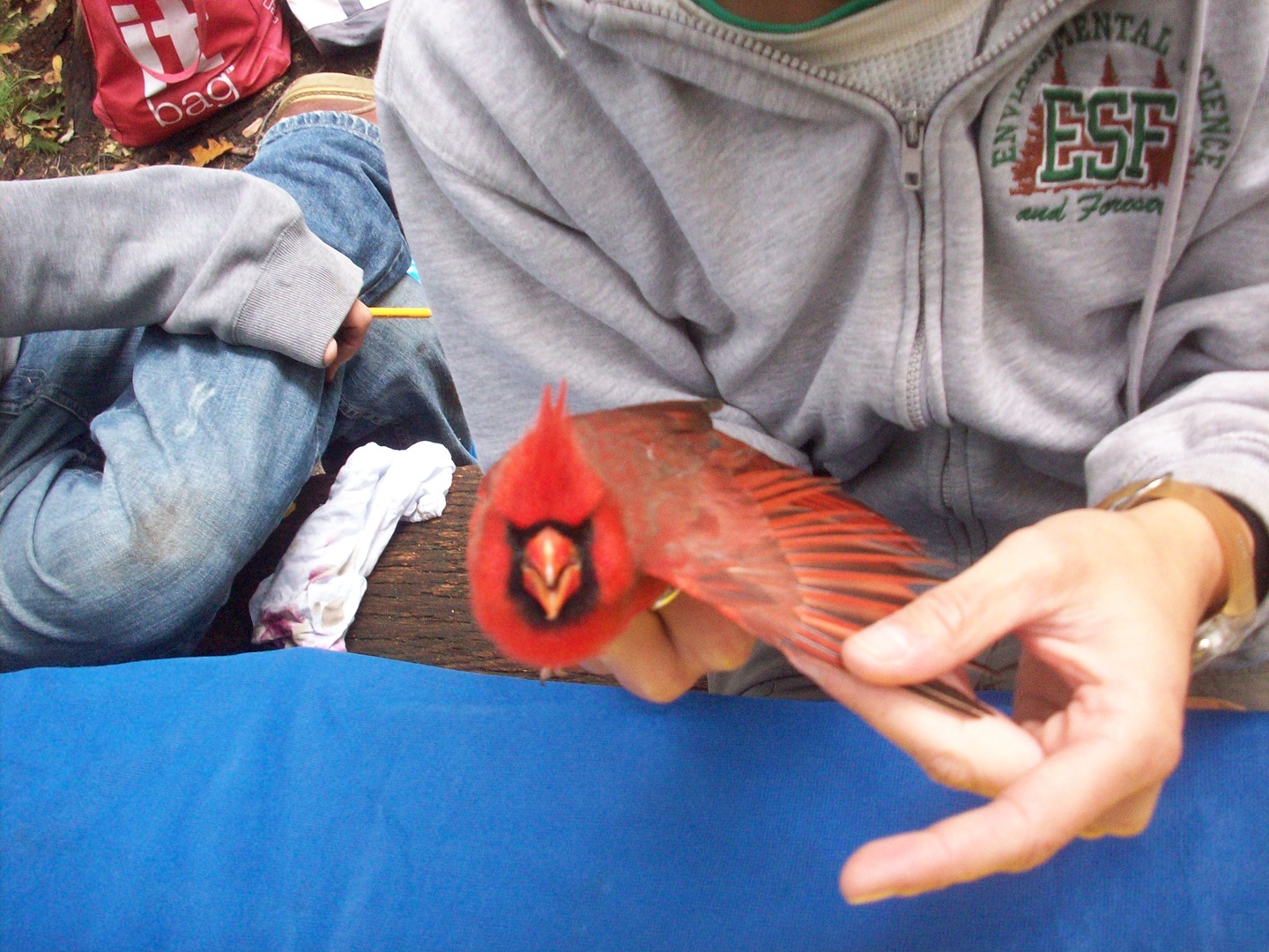 Aging Northern Cardinal
