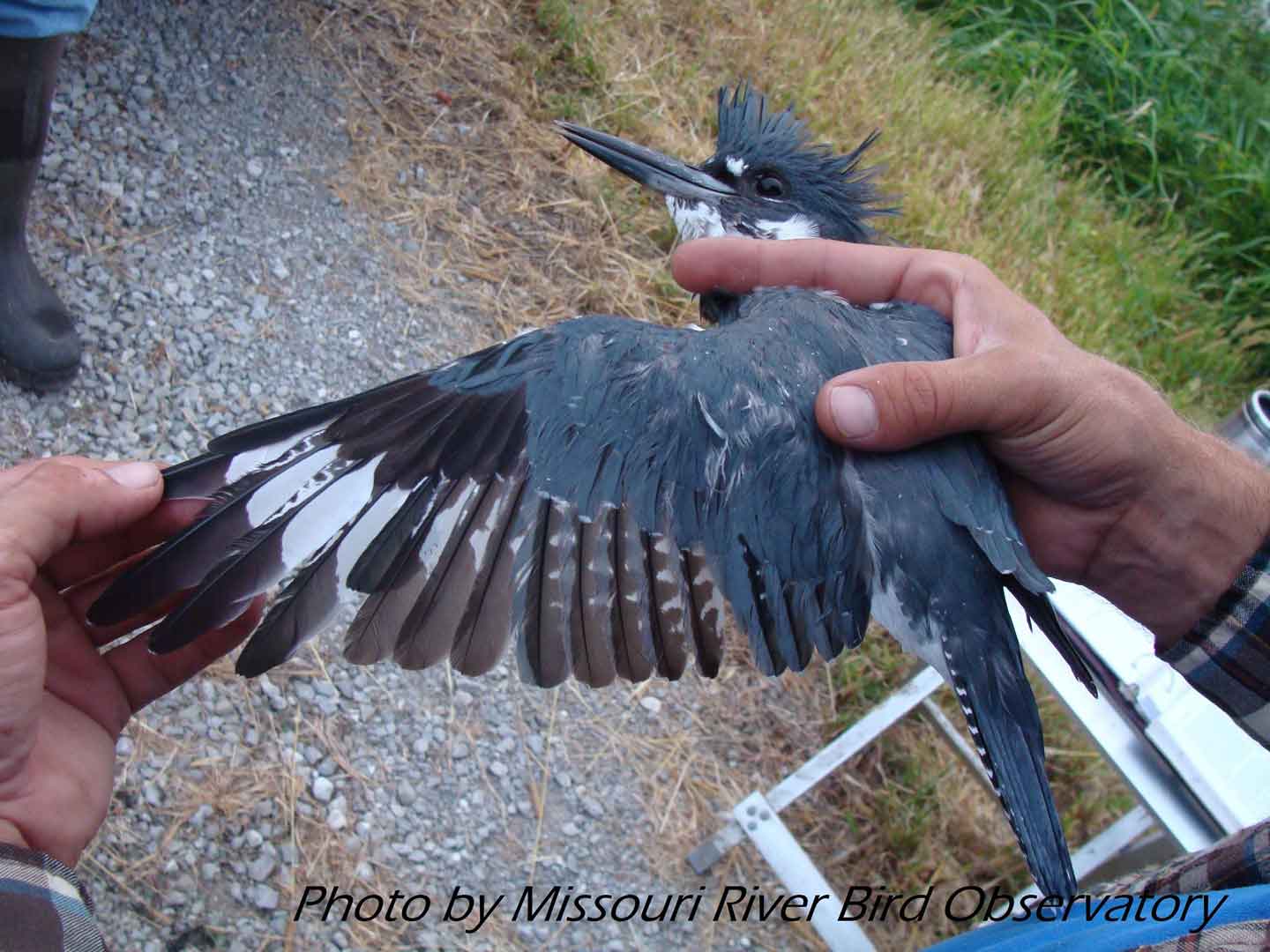 Belted Kingfisher