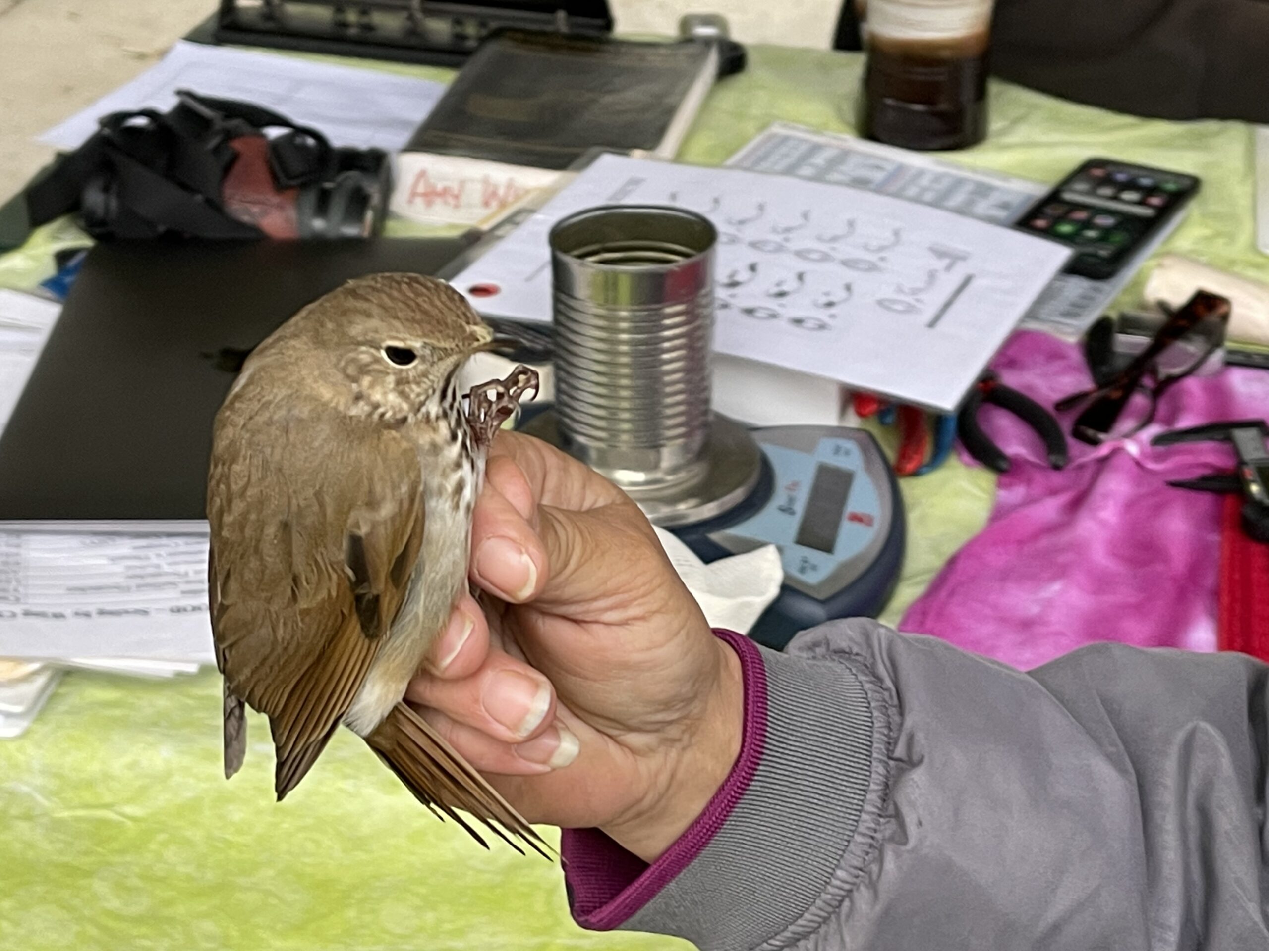 Bird Movement Tracking Tools