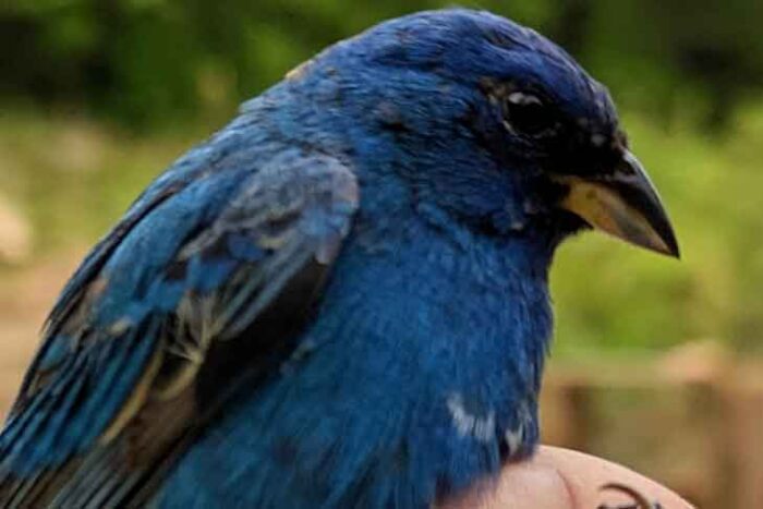 Indigo Bunting