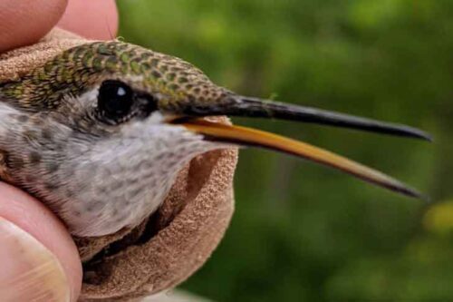 Ruby-throated Hummingbird